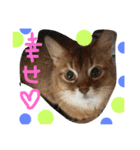 my  cat4（個別スタンプ：5）