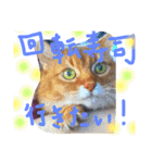 my  cat4（個別スタンプ：6）