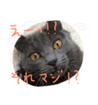 my  cat4（個別スタンプ：7）