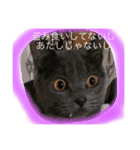 my  cat4（個別スタンプ：8）