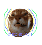 my  cat4（個別スタンプ：10）