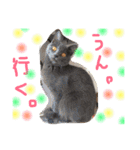 my  cat4（個別スタンプ：14）