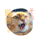 my  cat4（個別スタンプ：15）