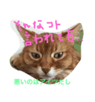 my  cat4（個別スタンプ：16）