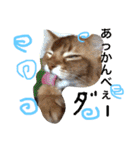my  cat4（個別スタンプ：17）