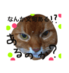 my  cat4（個別スタンプ：18）
