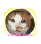 my  cat4（個別スタンプ：19）