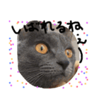 my  cat4（個別スタンプ：22）