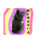 my  cat4（個別スタンプ：24）