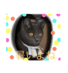 my  cat4（個別スタンプ：25）