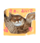 my  cat4（個別スタンプ：27）