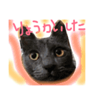 my  cat4（個別スタンプ：30）