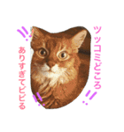 my  cat4（個別スタンプ：31）