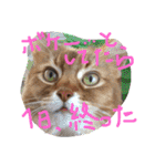 my  cat4（個別スタンプ：32）