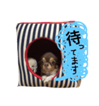 ぽこたくん（個別スタンプ：4）