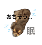 ぽこたくん（個別スタンプ：5）