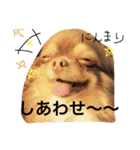ぽこたくん（個別スタンプ：6）