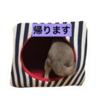 ぽこたくん（個別スタンプ：7）