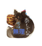 ぽこたくん（個別スタンプ：10）