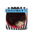 ぽこたくん（個別スタンプ：12）
