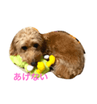 愛犬城崎ナナ（個別スタンプ：1）