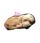 愛犬城崎ナナ（個別スタンプ：2）