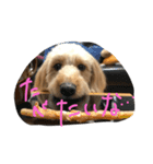 愛犬城崎ナナ（個別スタンプ：3）