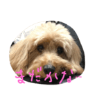 愛犬城崎ナナ（個別スタンプ：4）