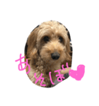 愛犬城崎ナナ（個別スタンプ：5）