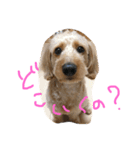愛犬城崎ナナ（個別スタンプ：6）
