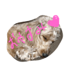 愛犬城崎ナナ（個別スタンプ：7）