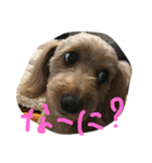 愛犬城崎ナナ（個別スタンプ：8）