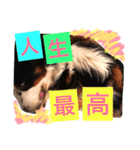 バーニーズ犬ジョンの言葉2（個別スタンプ：1）