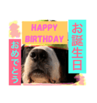 バーニーズ犬ジョンの言葉2（個別スタンプ：2）