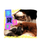バーニーズ犬ジョンの言葉2（個別スタンプ：4）