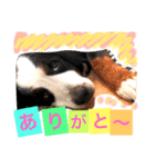 バーニーズ犬ジョンの言葉2（個別スタンプ：5）