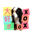 バーニーズ犬ジョンの言葉2（個別スタンプ：6）