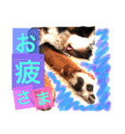 バーニーズ犬ジョンの言葉2（個別スタンプ：7）
