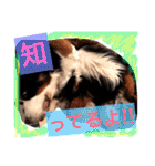 バーニーズ犬ジョンの言葉2（個別スタンプ：8）