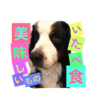バーニーズ犬ジョンの言葉2（個別スタンプ：9）