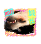 バーニーズ犬ジョンの言葉2（個別スタンプ：10）