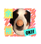 バーニーズ犬ジョンの言葉2（個別スタンプ：12）
