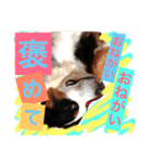 バーニーズ犬ジョンの言葉2（個別スタンプ：13）