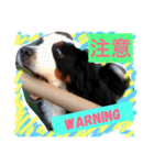バーニーズ犬ジョンの言葉2（個別スタンプ：14）