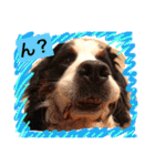バーニーズ犬ジョンの言葉2（個別スタンプ：16）