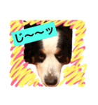 バーニーズ犬ジョンの言葉2（個別スタンプ：17）