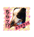 バーニーズ犬ジョンの言葉2（個別スタンプ：18）