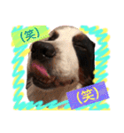バーニーズ犬ジョンの言葉2（個別スタンプ：19）