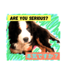 バーニーズ犬ジョンの言葉2（個別スタンプ：21）