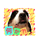バーニーズ犬ジョンの言葉2（個別スタンプ：22）